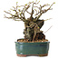 Chaenomeles speciosa, 32 cm, ± 25 ans