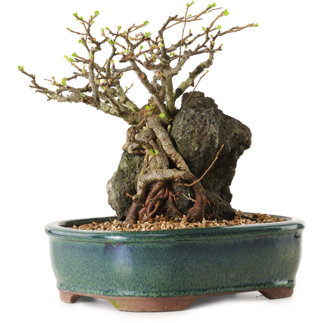 Chaenomeles speciosa, 32 cm, ± 25 ans