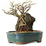 Chaenomeles speciosa, 32 cm, ± 25 ans