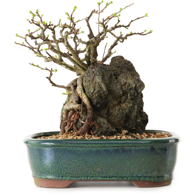 Chaenomeles speciosa, 32 cm, ± 25 ans
