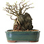 Chaenomeles speciosa, 32 cm, ± 25 ans