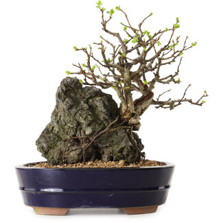 Chaenomeles speciosa, 26 cm, ± 25 ans