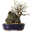Chaenomeles speciosa, 26 cm, ± 25 ans