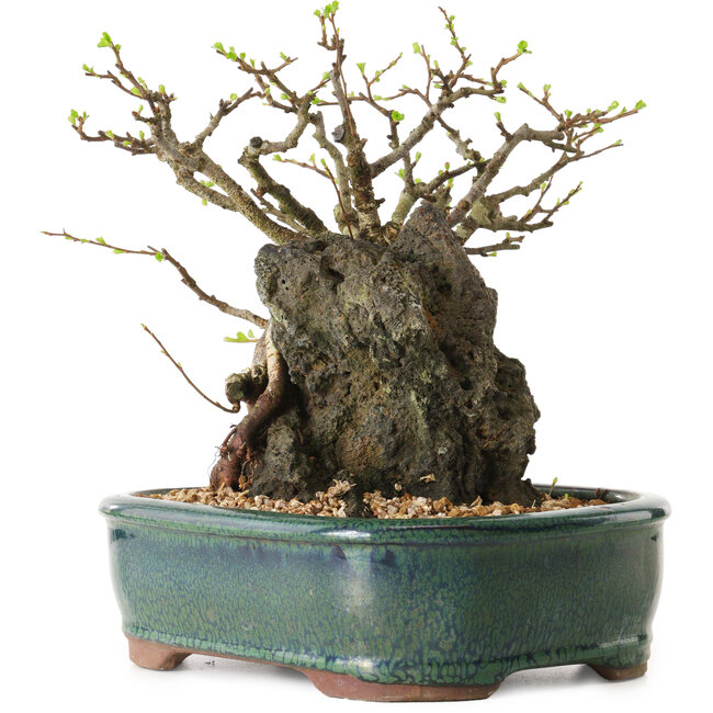 Chaenomeles speciosa, 32 cm, ± 25 ans