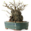Chaenomeles speciosa, 32 cm, ± 25 ans