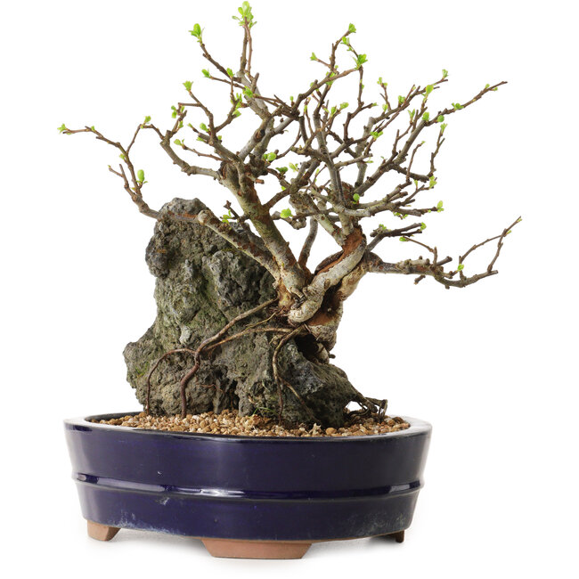 Chaenomeles speciosa, 26 cm, ± 25 ans