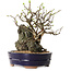 Chaenomeles speciosa, 26 cm, ± 25 ans