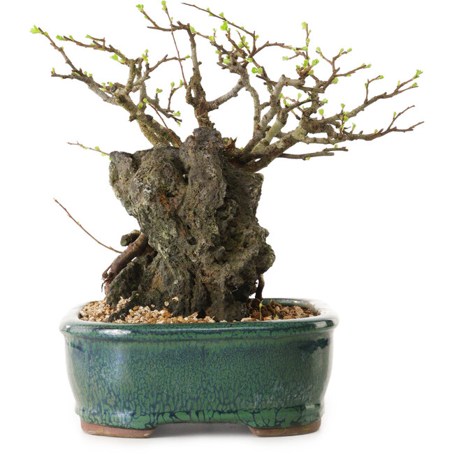 Chaenomeles speciosa, 32 cm, ± 25 jaar oud