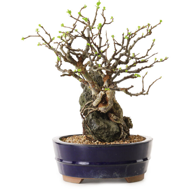 Chaenomeles speciosa, 26 cm, ± 25 ans