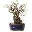 Chaenomeles speciosa, 26 cm, ± 25 ans
