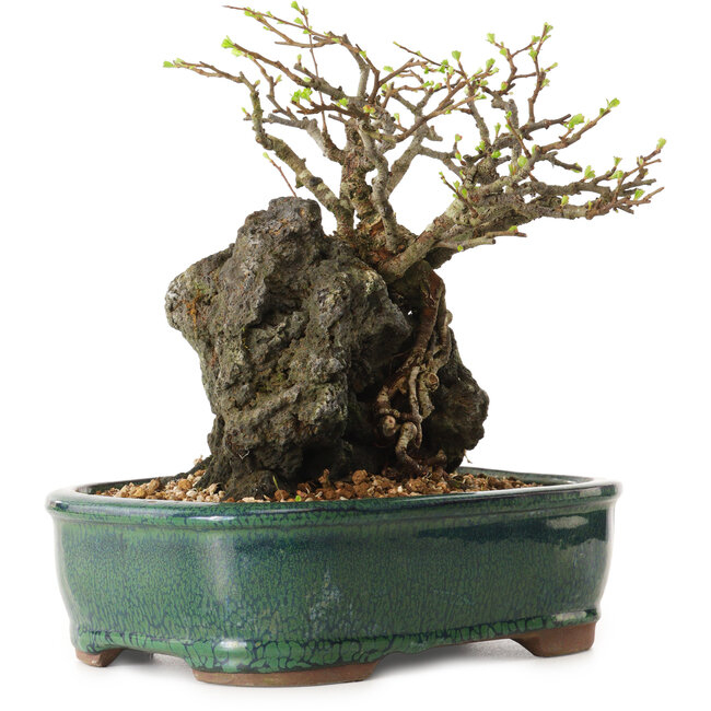 Chaenomeles speciosa, 32 cm, ± 25 ans