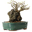 Chaenomeles speciosa, 32 cm, ± 25 ans
