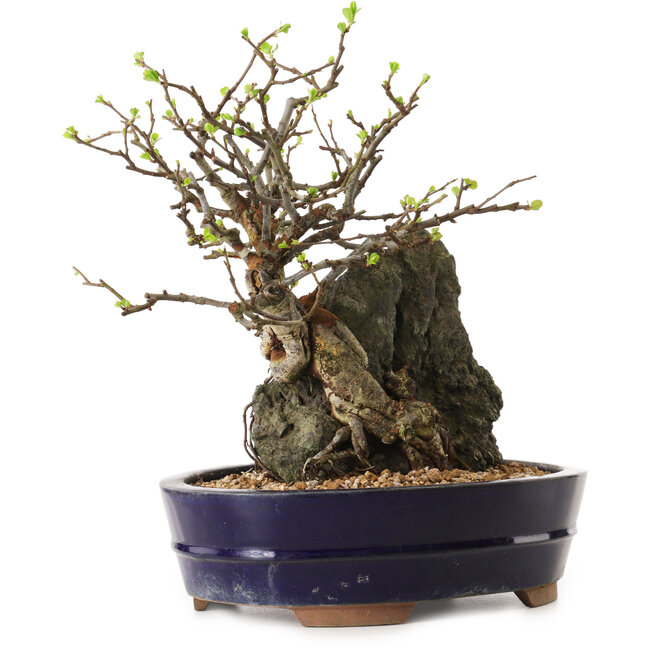 Chaenomeles speciosa, 26 cm, ± 25 ans