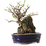 Chaenomeles speciosa, 26 cm, ± 25 ans