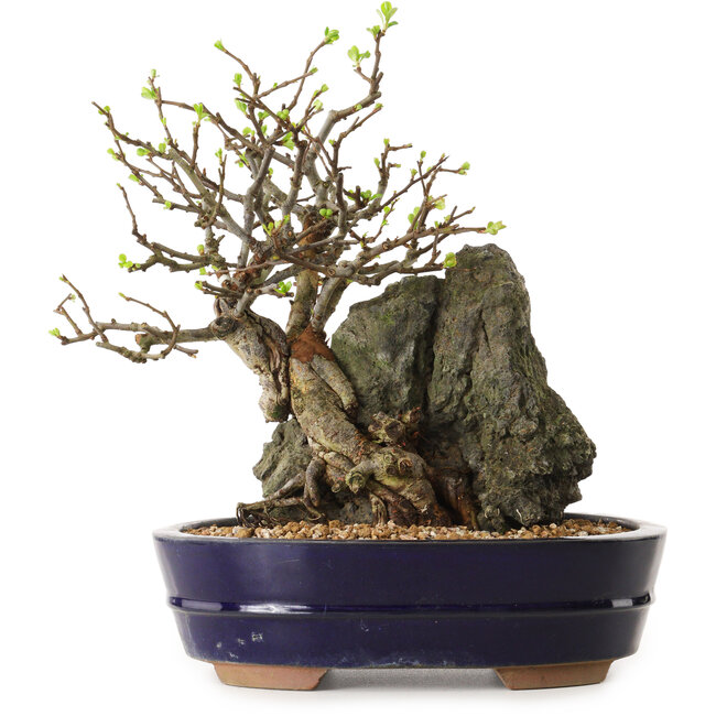 Chaenomeles speciosa, 26 cm, ± 25 años de edad