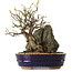 Chaenomeles speciosa, 26 cm, ± 25 ans