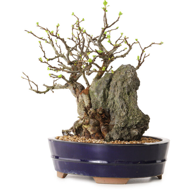 Chaenomeles speciosa, 26 cm, ± 25 ans