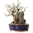 Chaenomeles speciosa, 26 cm, ± 25 ans