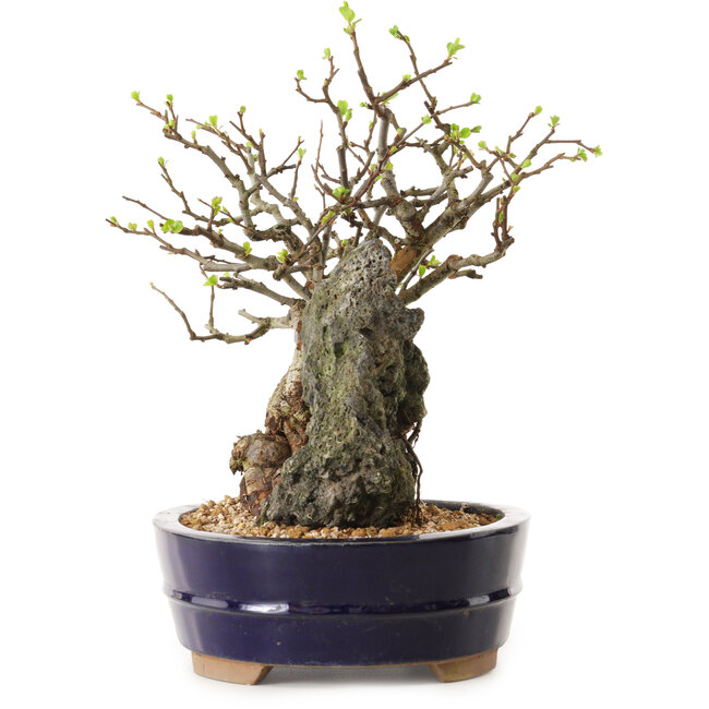 Chaenomeles speciosa, 26 cm, ± 25 ans