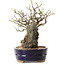Chaenomeles speciosa, 26 cm, ± 25 ans