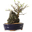 Chaenomeles speciosa, 26 cm, ± 25 ans
