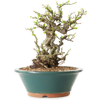 Chaenomeles speciosa, 24 cm, ± 25 ans