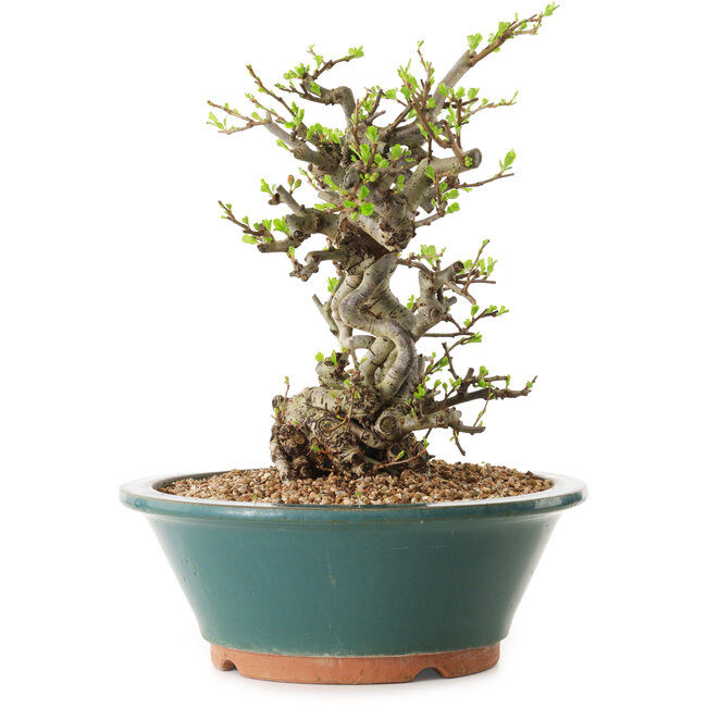 Chaenomeles speciosa, 24 cm, ± 25 ans
