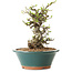 Chaenomeles speciosa, 24 cm, ± 25 ans