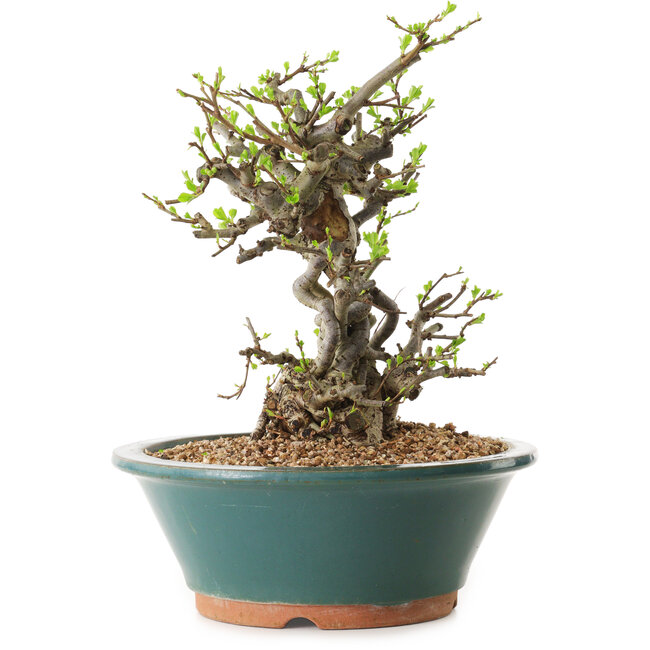 Chaenomeles speciosa, 24 cm, ± 25 ans