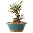 Chaenomeles speciosa, 24 cm, ± 25 ans