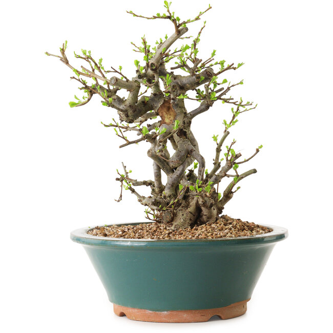 Chaenomeles speciosa, 24 cm, ± 25 ans