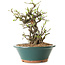 Chaenomeles speciosa, 24 cm, ± 25 ans