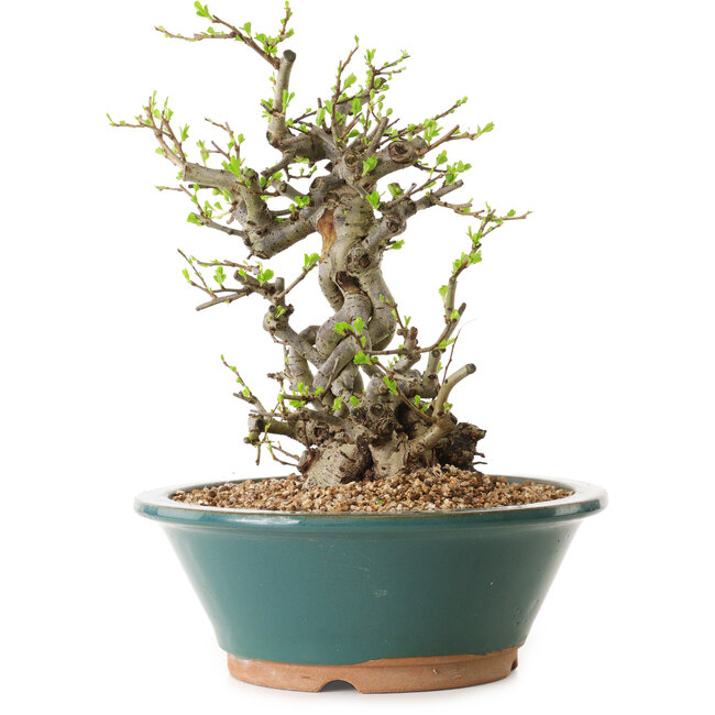 Chaenomeles speciosa, 24 cm, ± 25 años de edad