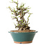 Chaenomeles speciosa, 24 cm, ± 25 ans