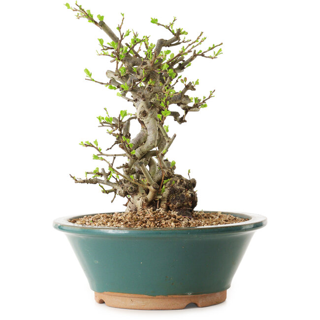 Chaenomeles speciosa, 24 cm, ± 25 ans