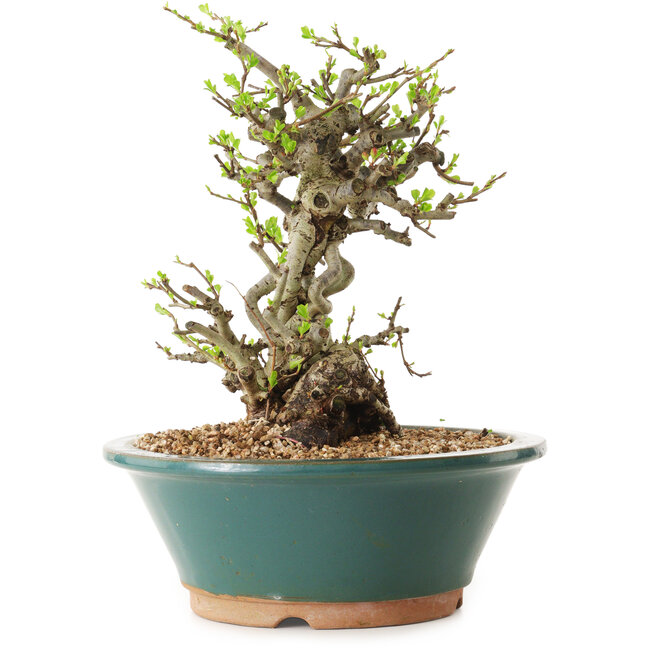 Chaenomeles speciosa, 24 cm, ± 25 ans