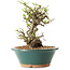 Chaenomeles speciosa, 24 cm, ± 25 ans