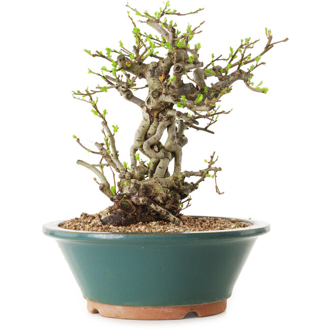 Chaenomeles speciosa, 24 cm, ± 25 ans