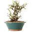 Chaenomeles speciosa, 24 cm, ± 25 ans