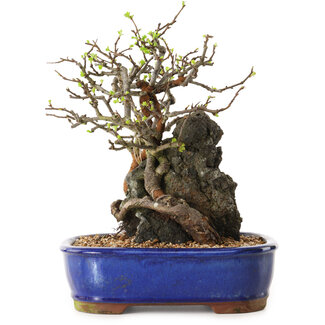 Chaenomeles speciosa, 25 cm, ± 25 años de edad