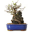 Chaenomeles speciosa, 25 cm, ± 25 ans