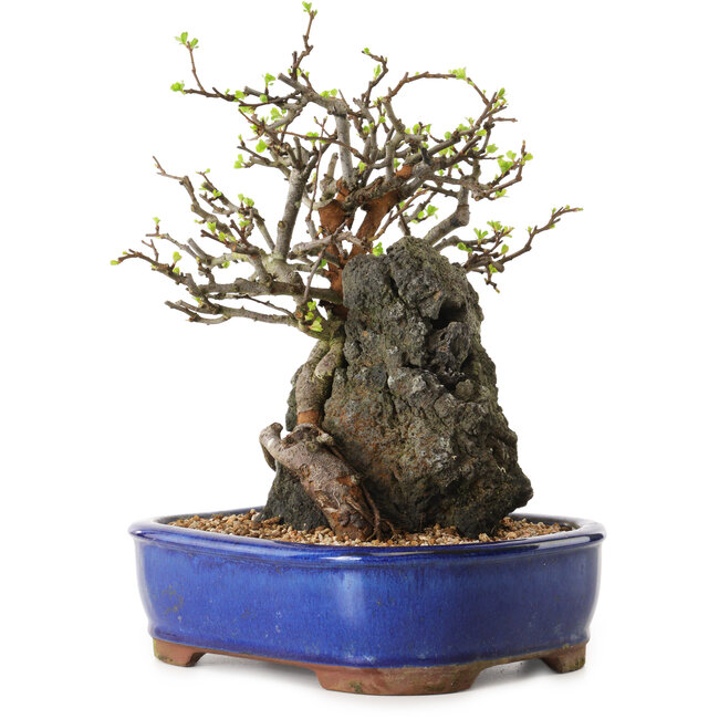 Chaenomeles speciosa, 25 cm, ± 25 Jahre alt