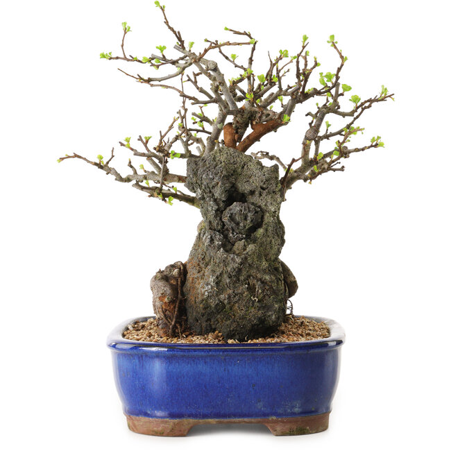 Chaenomeles speciosa, 25 cm, ± 25 ans