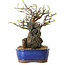 Chaenomeles speciosa, 25 cm, ± 25 ans