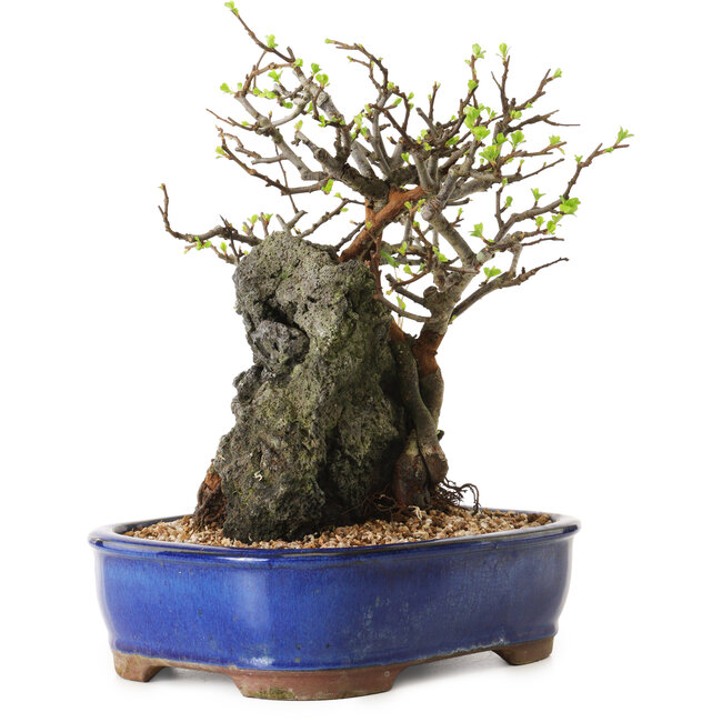 Chaenomeles speciosa, 25 cm, ± 25 ans