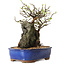 Chaenomeles speciosa, 25 cm, ± 25 ans