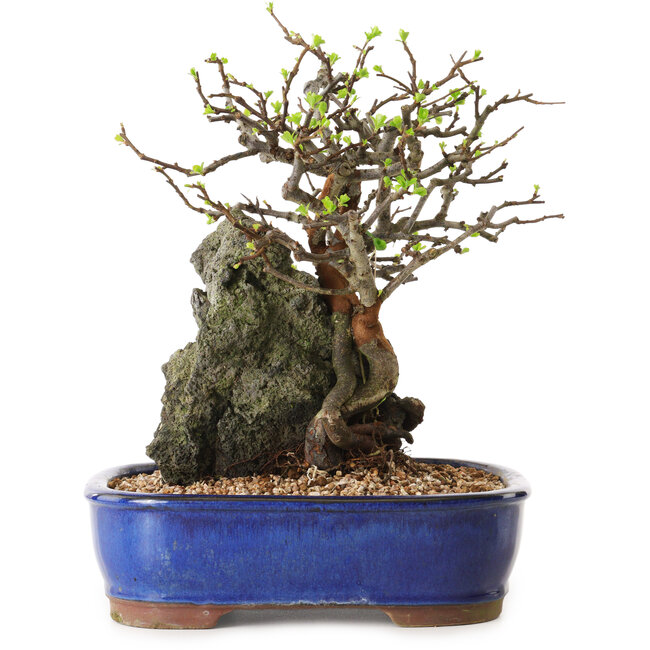 Chaenomeles speciosa, 25 cm, ± 25 years old