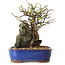 Chaenomeles speciosa, 25 cm, ± 25 ans