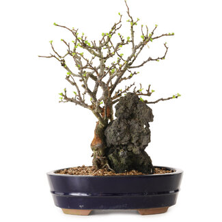 Chaenomeles speciosa, 28 cm, ± 25 ans