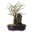 Chaenomeles speciosa, 28 cm, ± 25 ans